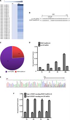 Complementary Effects of Virus Population Are Required for Efficient Virus Infection